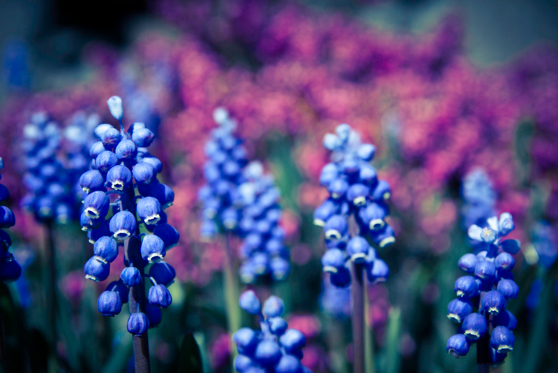 Illustration for article titled 70 Spectacular Spring Wallpapers